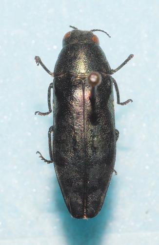Réf. 268 686 : Coraebus fasciatus